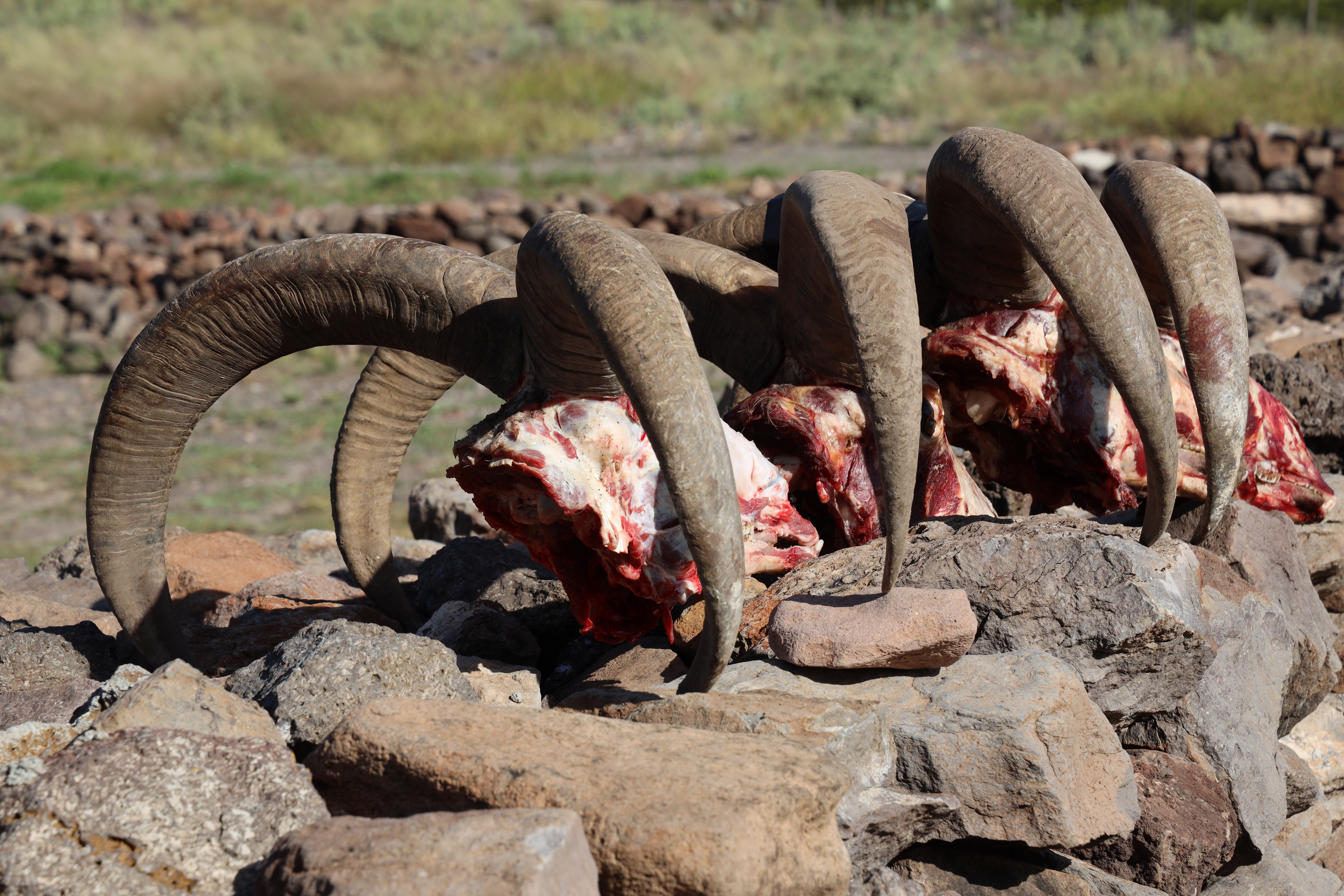 "AOUDAD THUMP" HUNTING AOUDAD IN WEST TEXAS