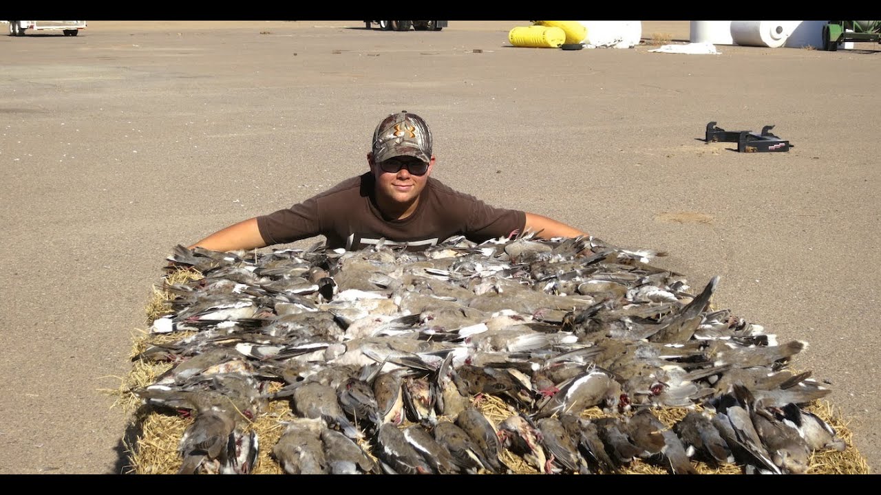 ARIZONA DOVE HUNTING