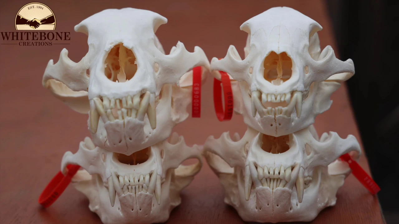 HOW TO CLEAN A BEAR SKULL 'SOUS VIDE STYLE'