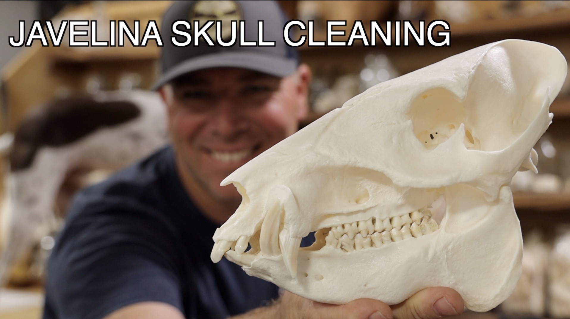 JAVELINA SKULL CLEANING 