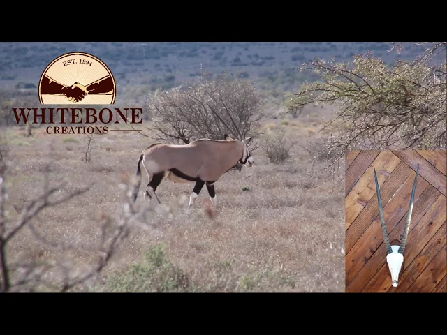 GEMSBOK HUNTS AND SKULL CLEANING DAY 4  