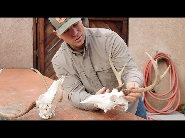 SOUTHERN WHITETAIL SKULL CLEANING 'HOW TO'