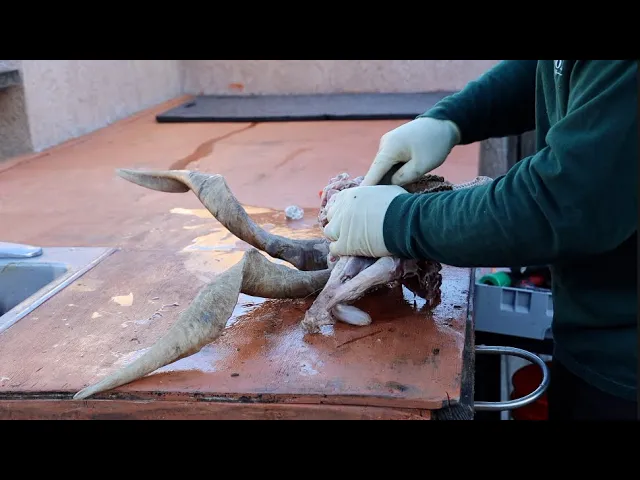 14 SKULLS ONE DAY ANGORA GOATS  BLACK HAWAIIAN AND MORE