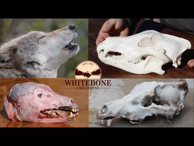 HOW TO CLEAN WOLF SKULL  