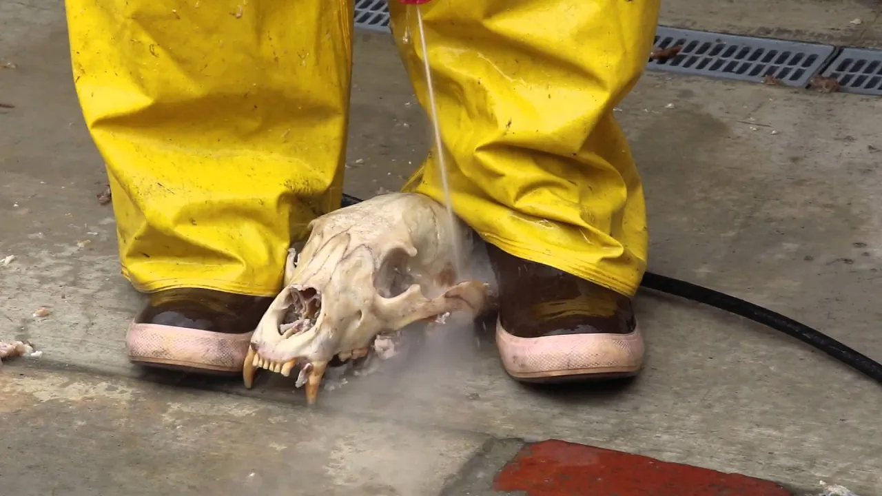 HOW TO CLEAN A BEAR SKULL  