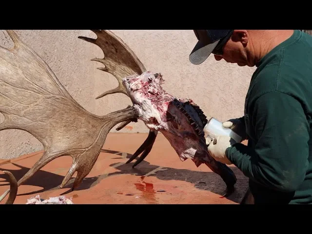 HOW TO CLEAN A BULL MOOSE SKULL 'SHIRAS'