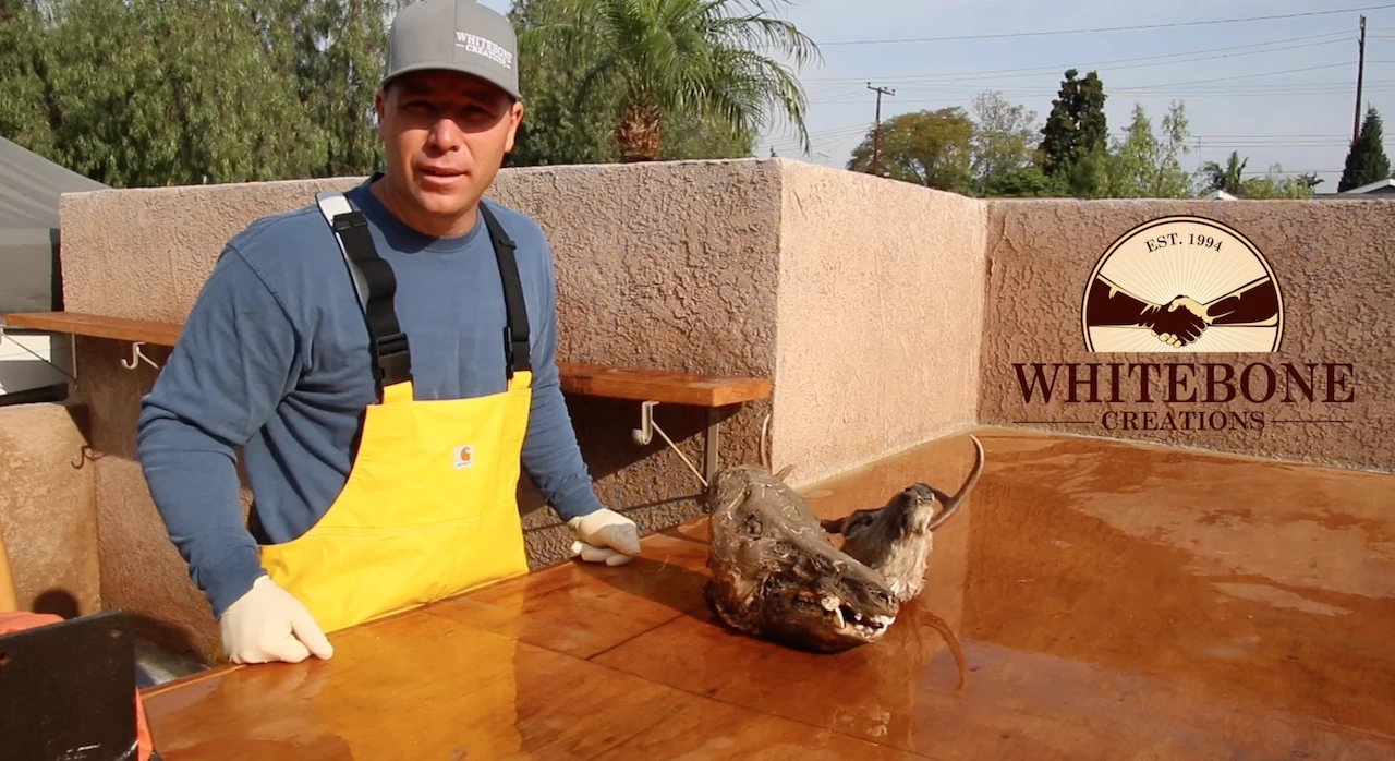 HOW TO DEGREASE SKULLS ( DEAD HEADS )  