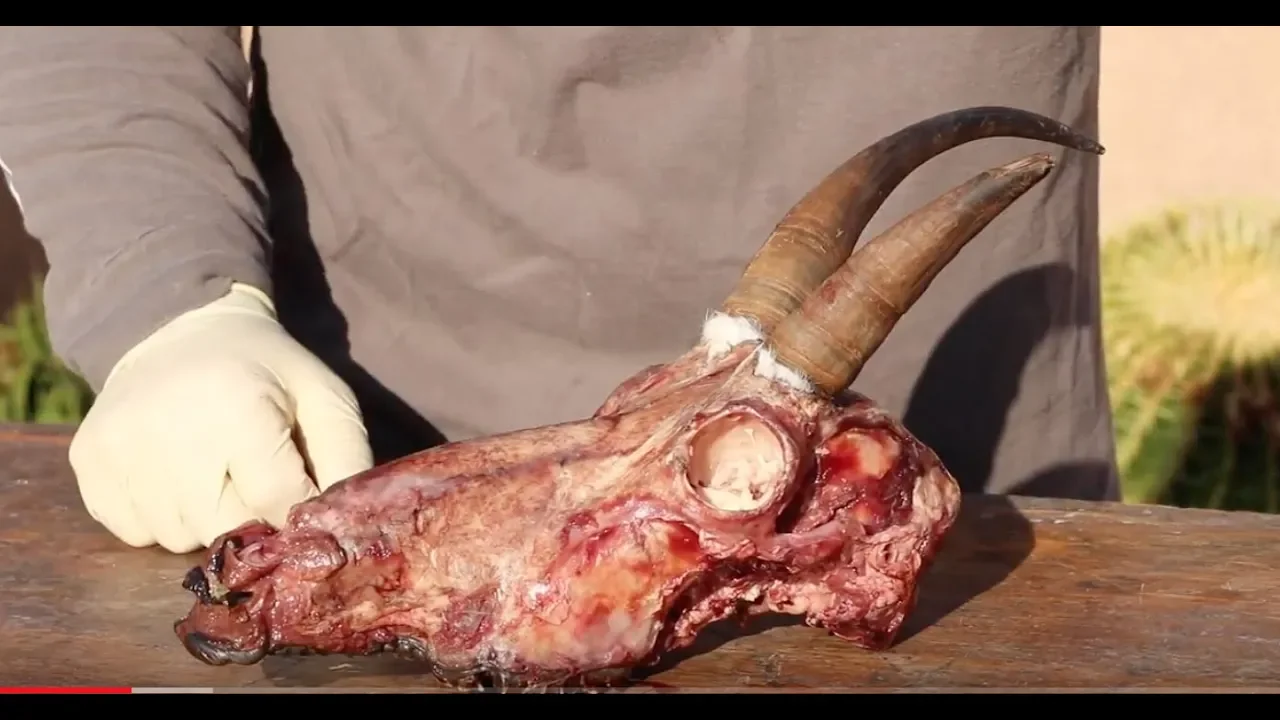 HOW TO CLEAN A MOUNTAIN GOAT  