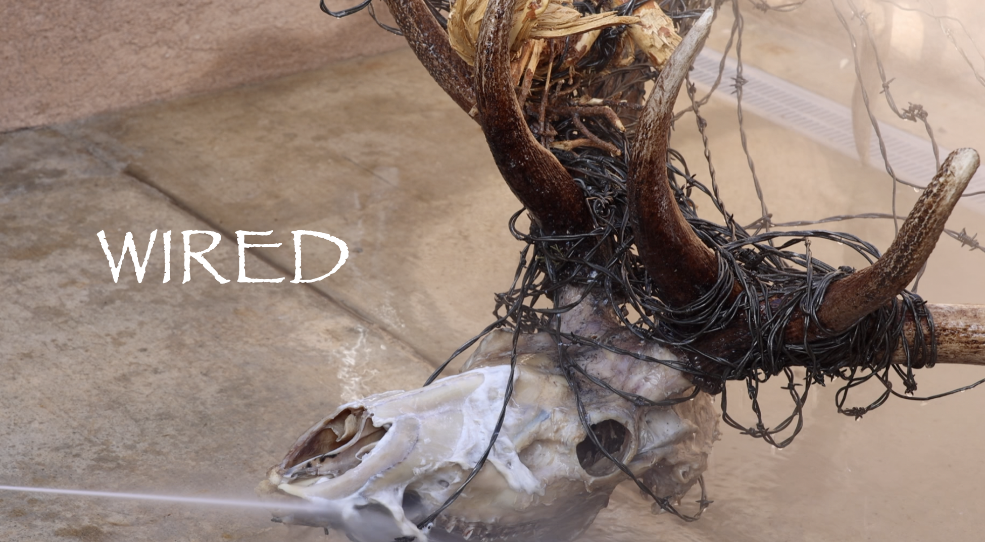 "WIRED" BARBED WIRE BULL ELK CLEANING 