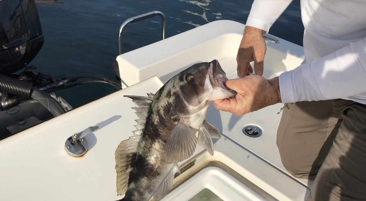 DANDY SANDY "QUICK CLIP"