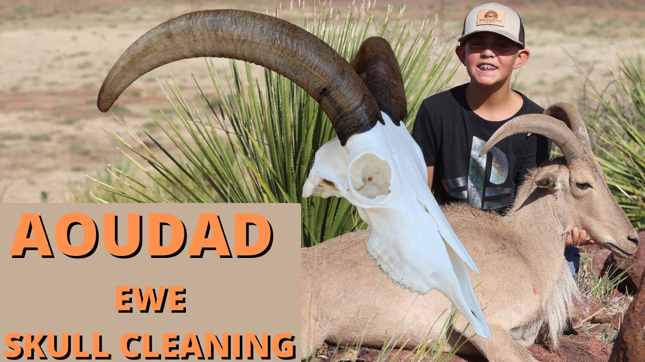 AOUDAD EWE SKULL CLEANING 