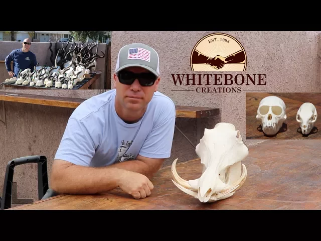 AFRICAN SKULL RE-CLEANING PART 10 OF 10