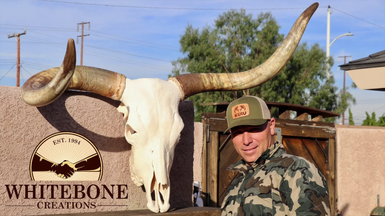 HOW TO CLEAN A LONGHORN BULL SKULL 'DEAD HEAD'