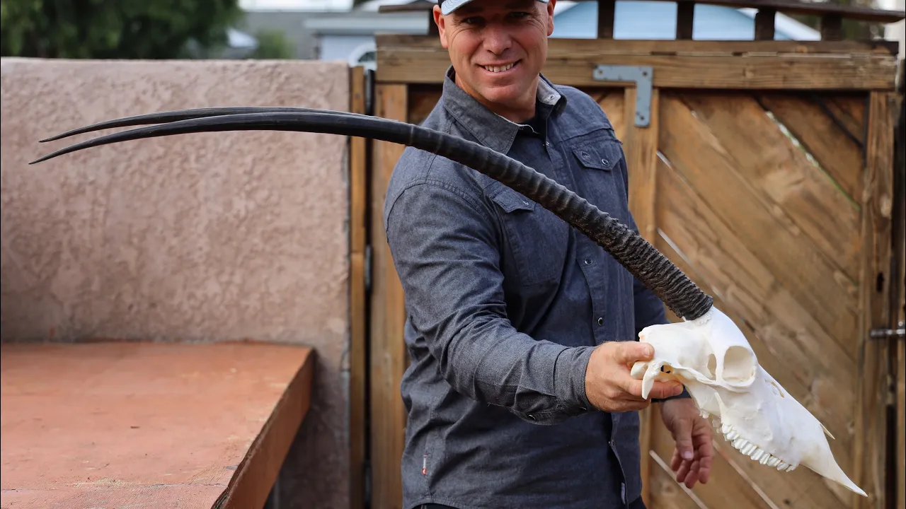 HOW TO CLEAN A SCIMITAR ORYX SKULL