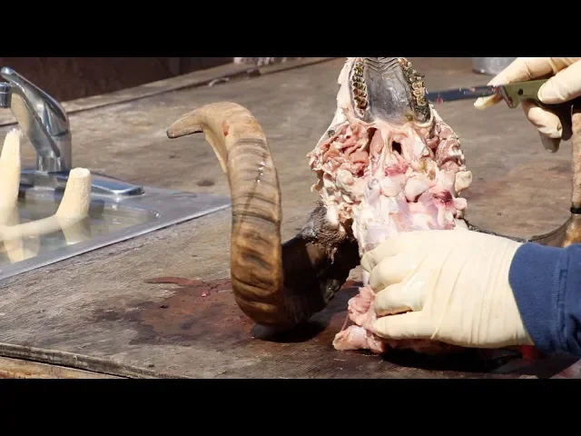 SKULL CLEANING TIPS TRICKS AND FAQ'S