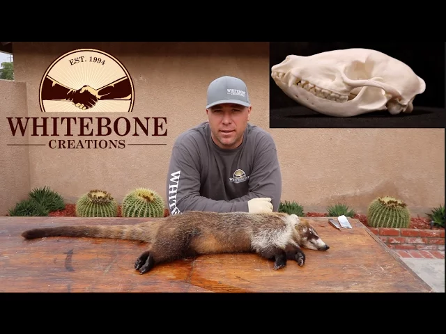 HOW TO CLEAN A COATIMUNDI SKULL  