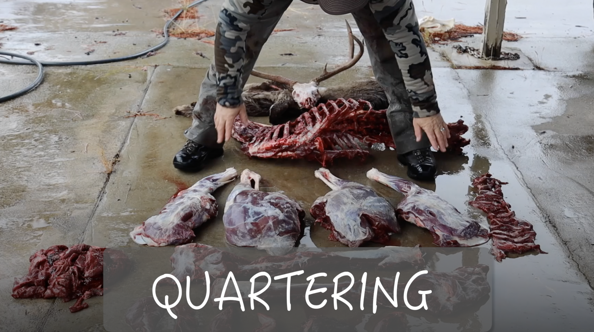 HOW TO QUARTER A MULE DEER 
