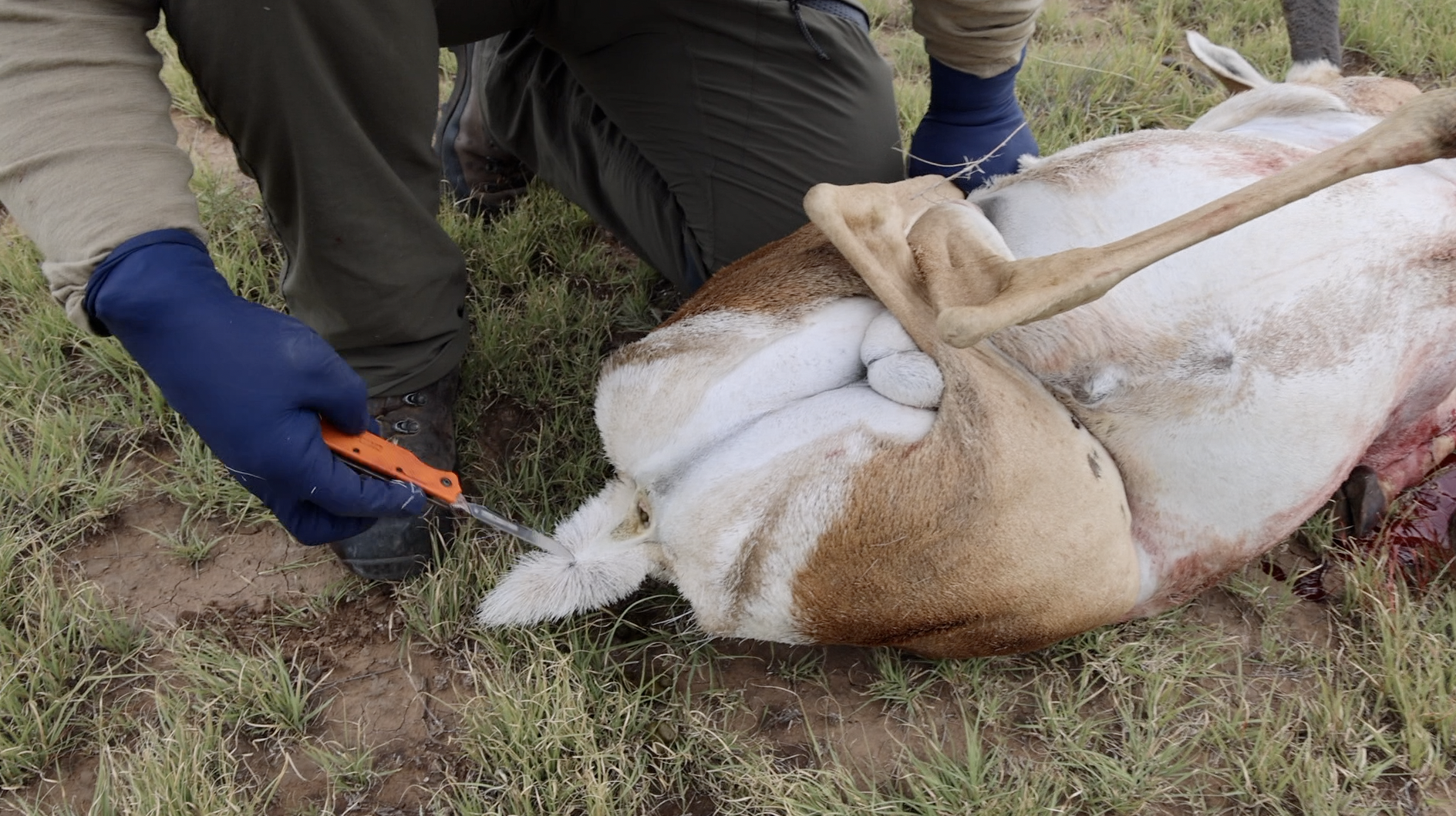 HOW TO GUT AN ANTELOPE