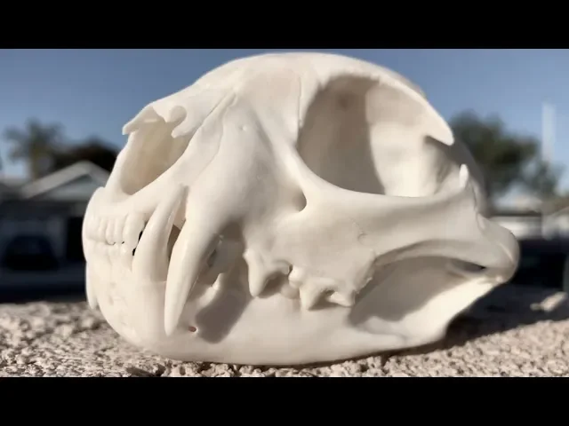 HOW TO CLEAN A BOBCAT SKULL 