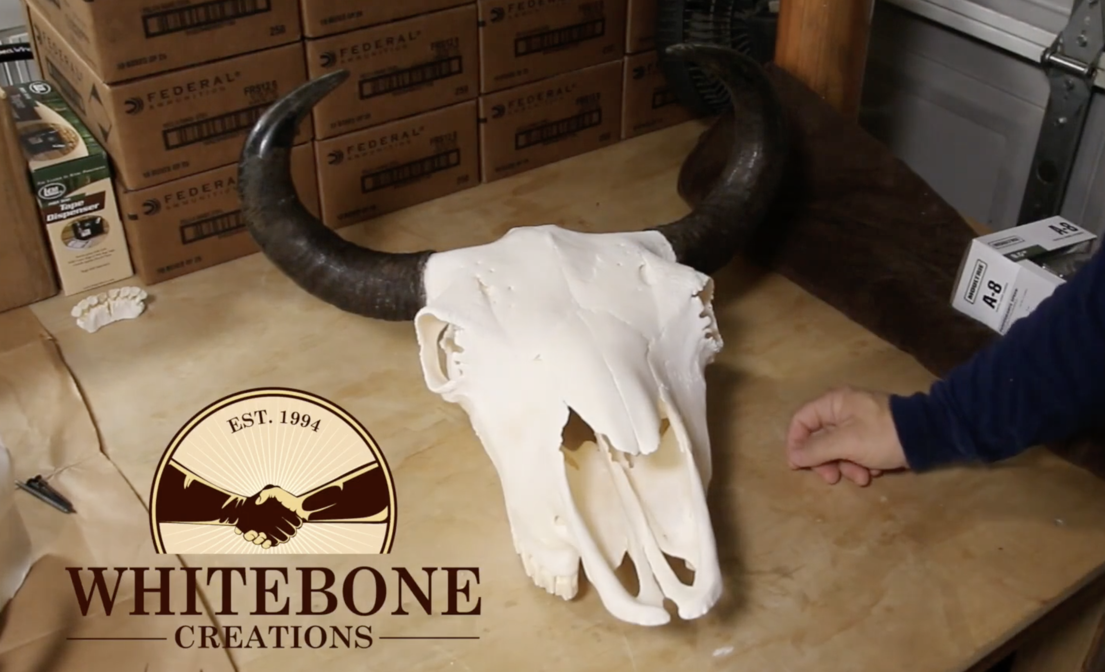 HOW TO CLEAN A BISON SKULL 