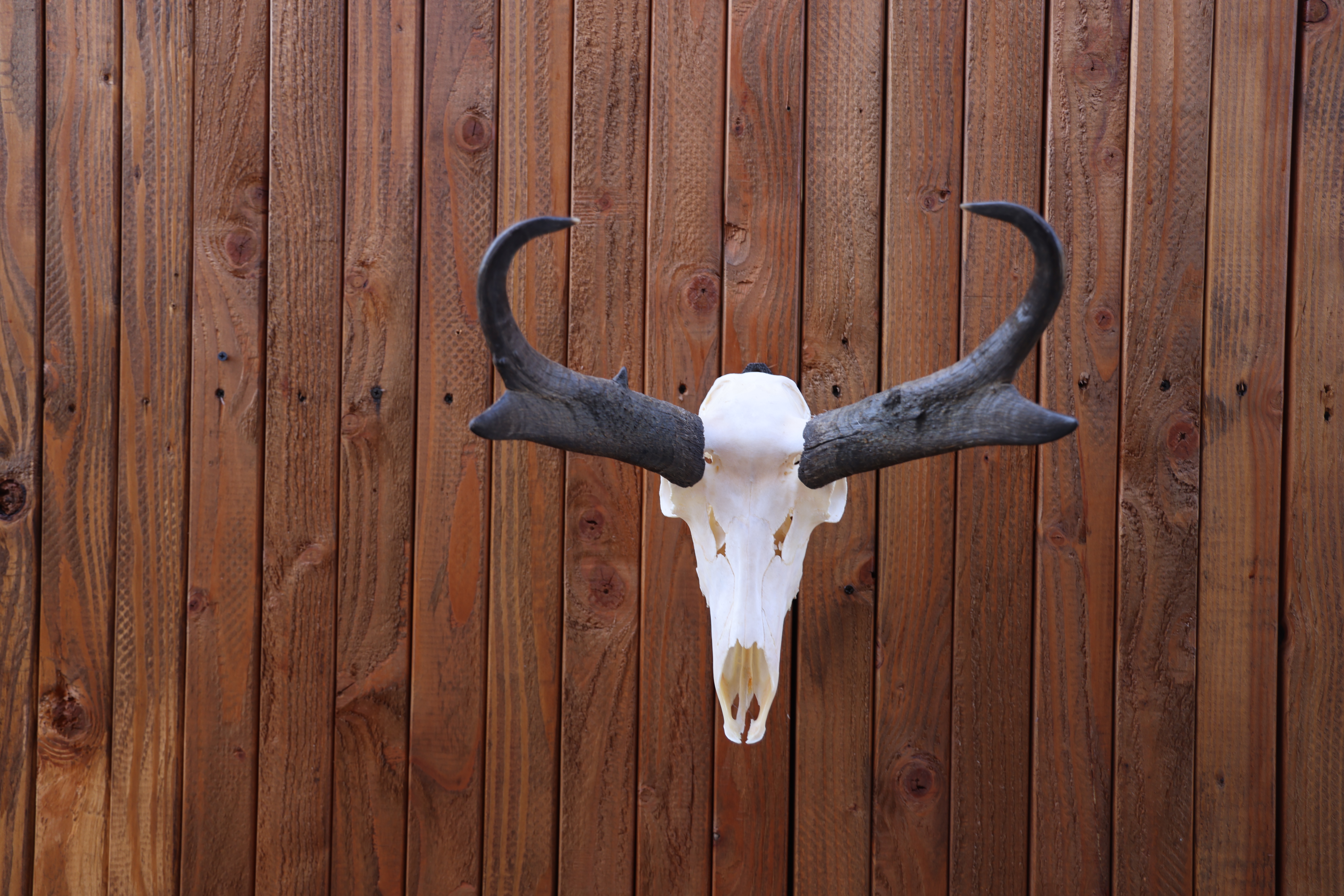 HOW TO CLEAN A PRONGHORN ANTELOPE SKULL  