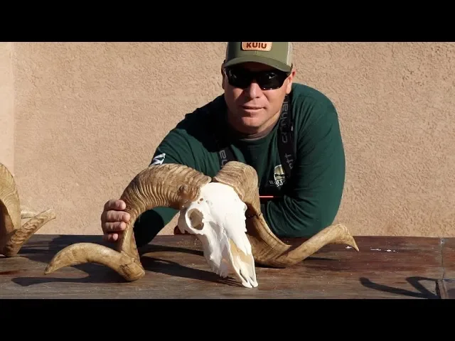 HOW TO CLEAN A RAMBOUILLET SHEEP SKULL