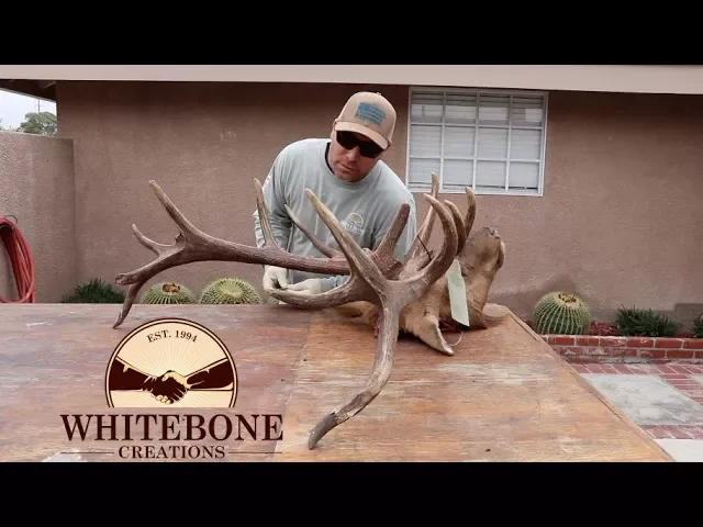 HOW TO CLEAN A TULE ELK 