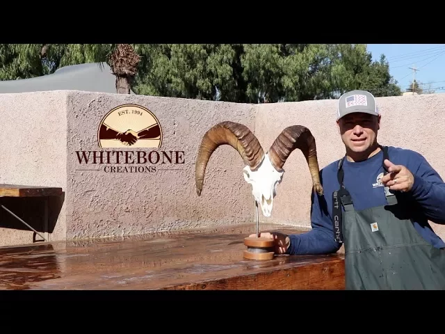 HOW TO CLEAN A DALL SHEEP SKULL  