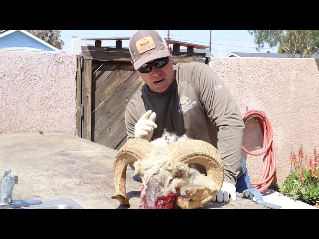 HOW TO CLEAN A SHEEP SKULL 'MIX BREED RAM'
