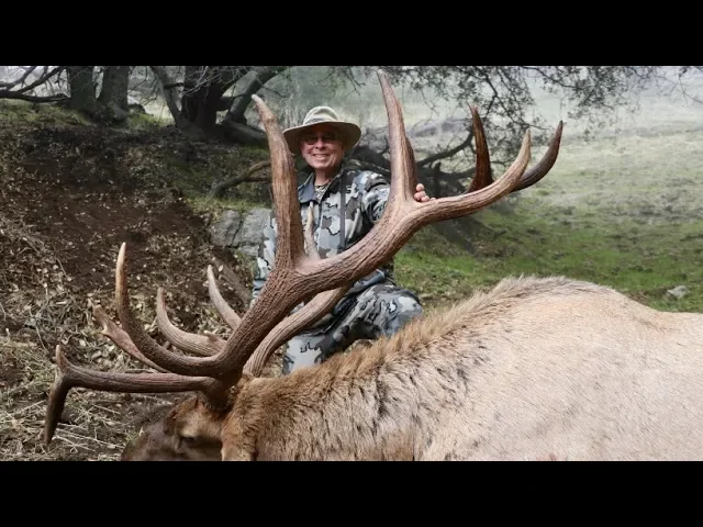 'THE BEAST' GIANT TEJON RANCH BULL