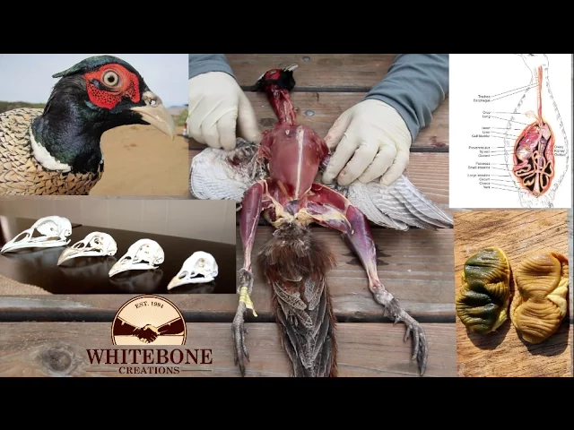 HOW TO CLEAN GAME BIRDS AND SKULLS DIY ( PHEASANT 101 )  