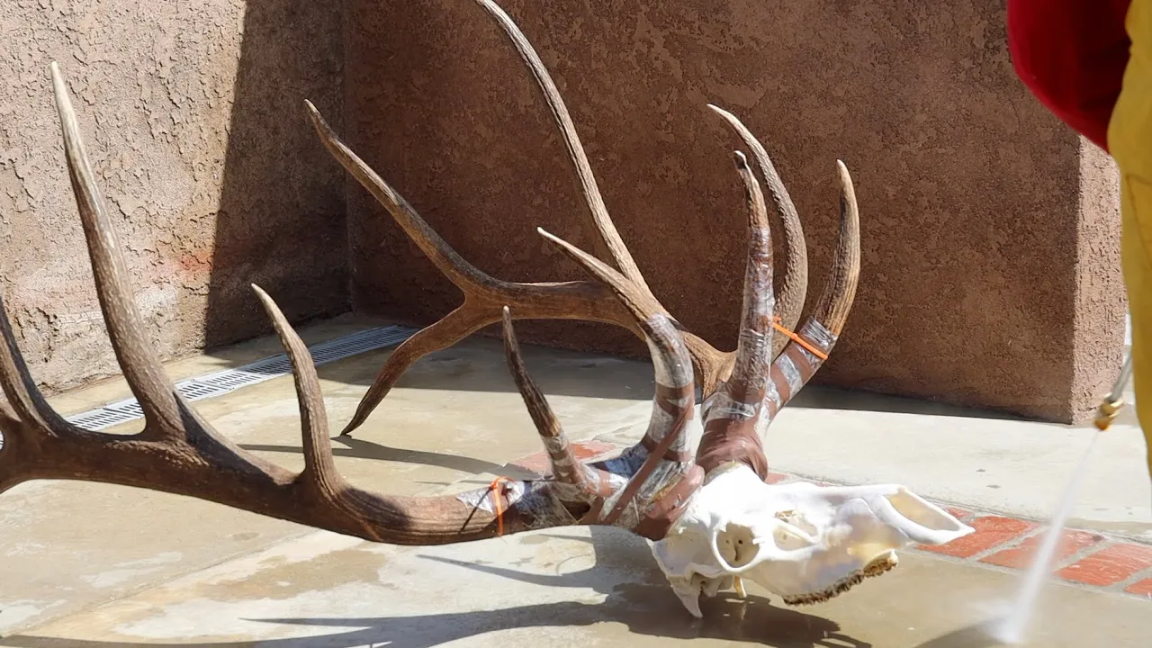 SKULL CLEANING THE BIGGEST ELK TO DATE