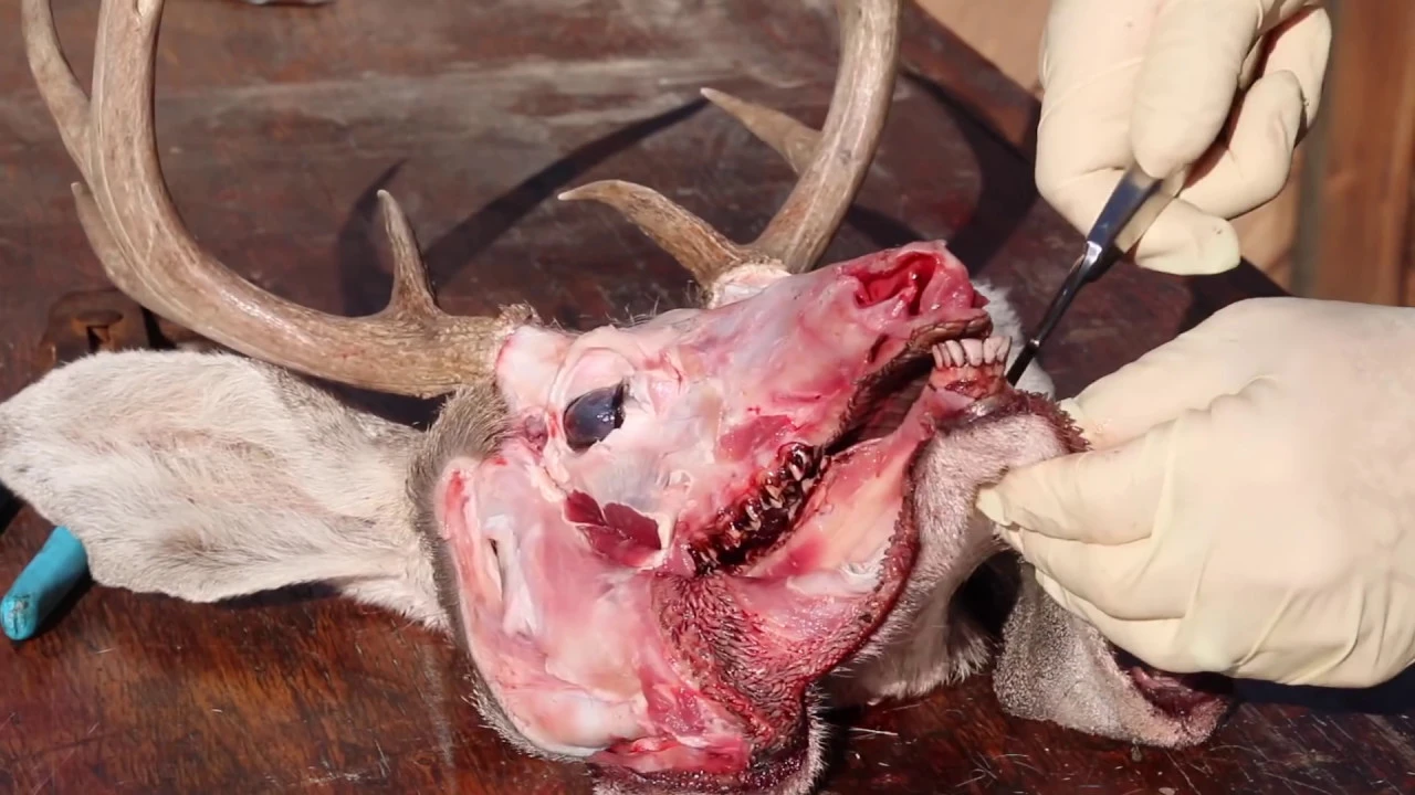 COUES DEER HUNT AND HOW TO SKULL CLEANING   