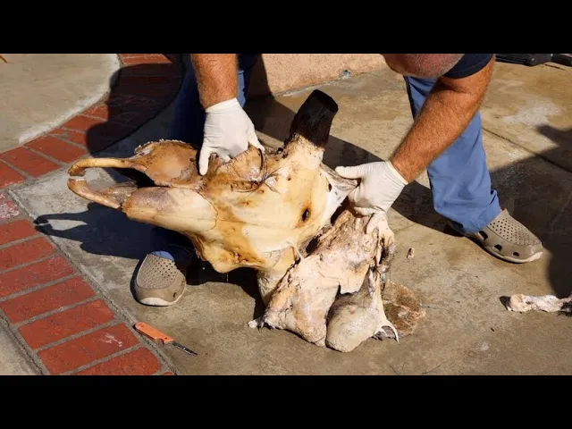 BISON DEAD HEAD SKULL CLEANING