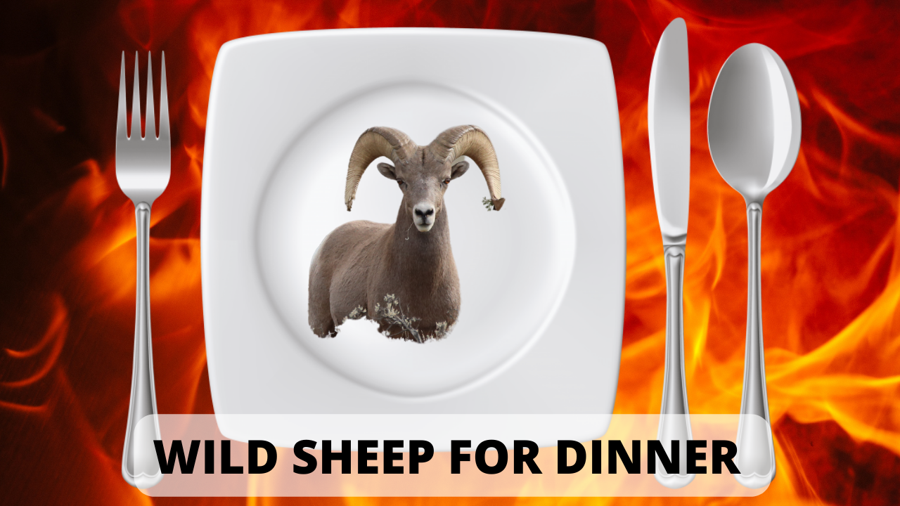 WILD SHEEP DINNER $4500 A POUND