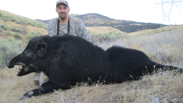 DON'S PIG HUNT 