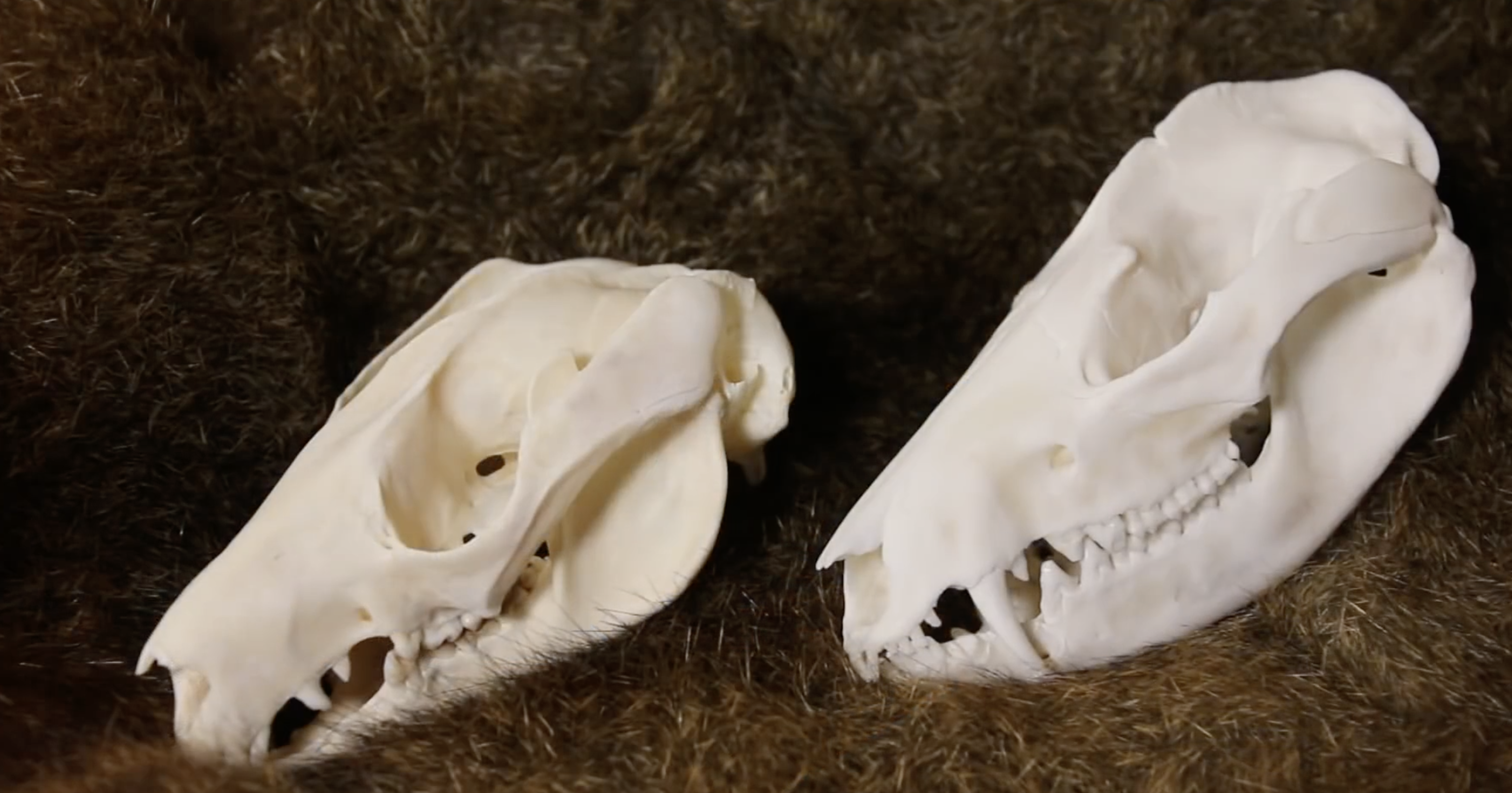 HOW TO CLEAN A POSSUM SKULL  