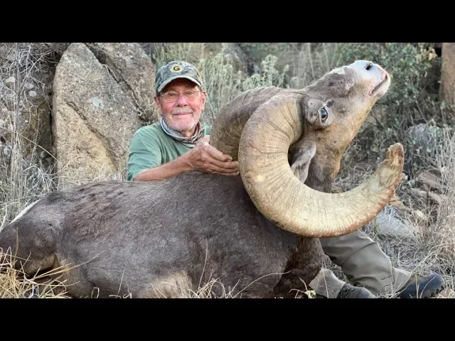 'GHOST' GIANT FREE RANGE TEXAS DESERT BIGHORN