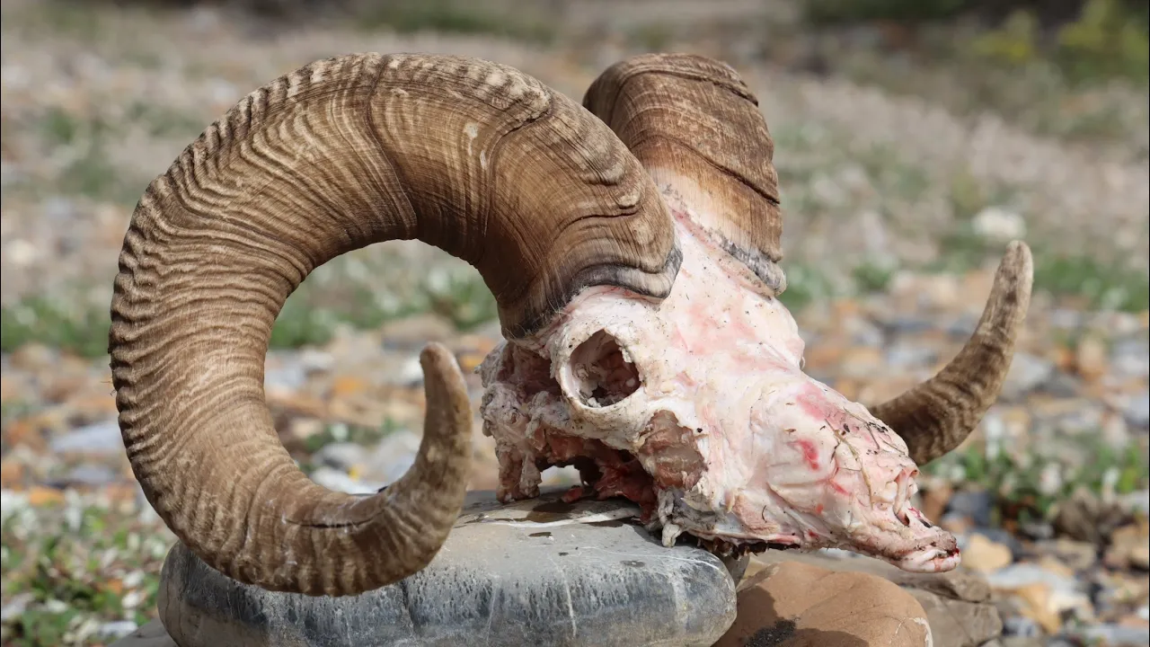 MAO TRAILER “MAGNUSSON ALASKAN OUTFITTERS”