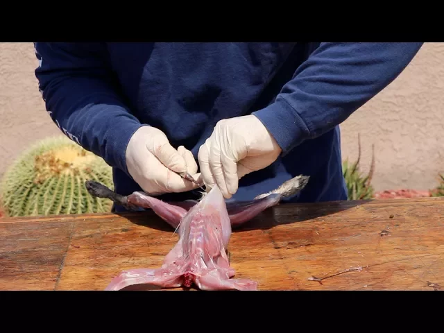 HOW TO CLEAN A RABBIT 