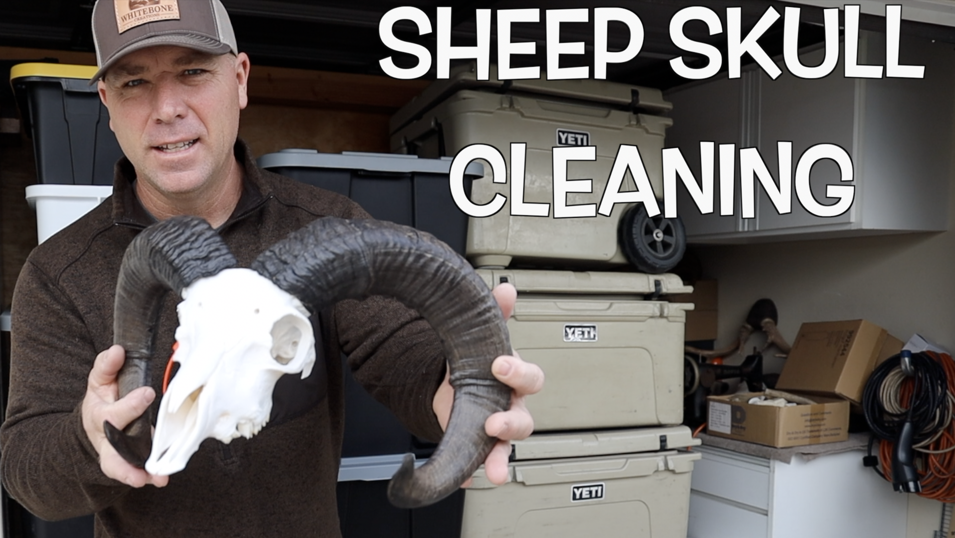 SKULL CLEANING A BLACK HAWAIIAN RAM 