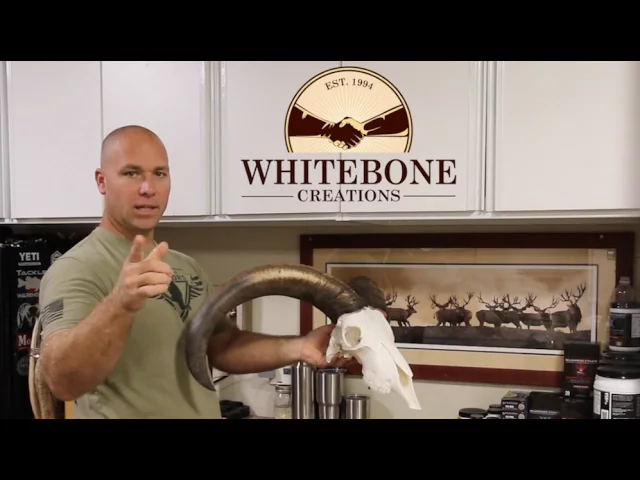 HOW TO CLEAN AN AOUDAD RAM SKULL 