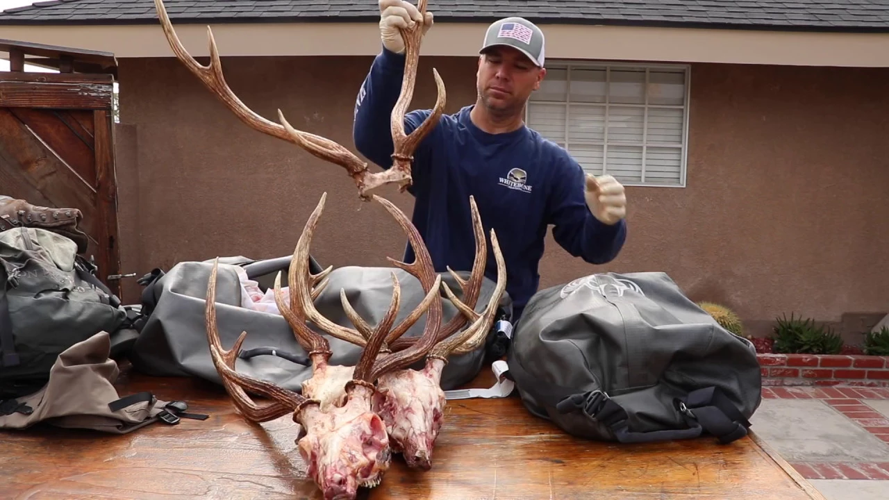 HOW TO CLEAN AN AXIS DEER SKULL  