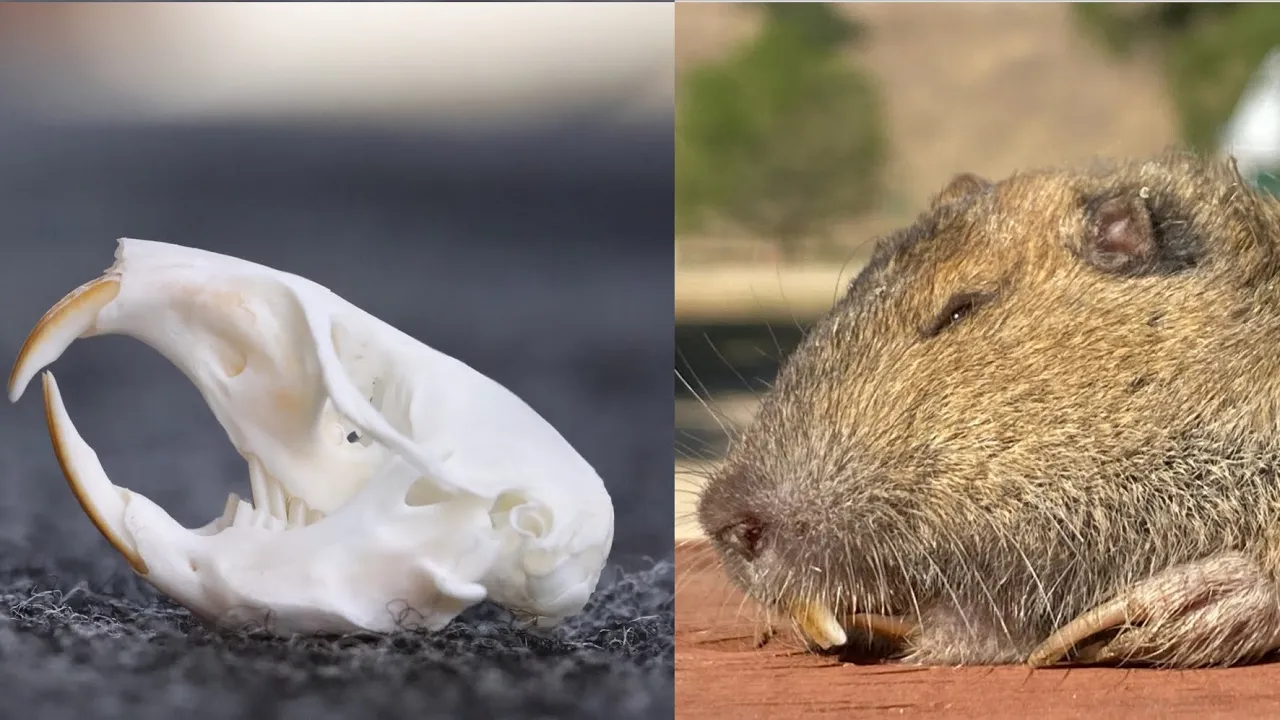 HOW TO CLEAN GOPHER SKULL
