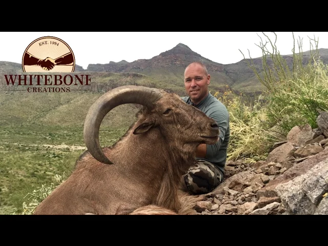 TEXAS FREE RANGE AOUDAD HUNT
