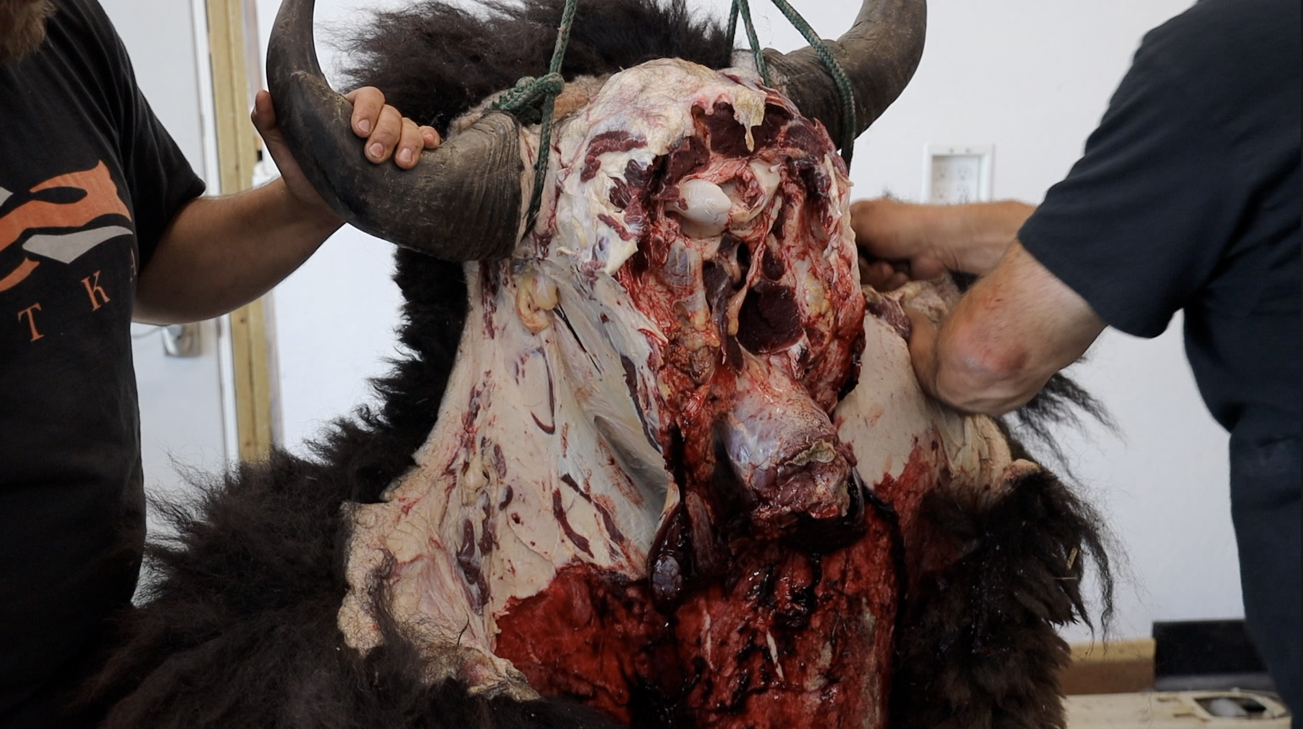 HOW TO GUT SKIN AND CAPE A BISON  