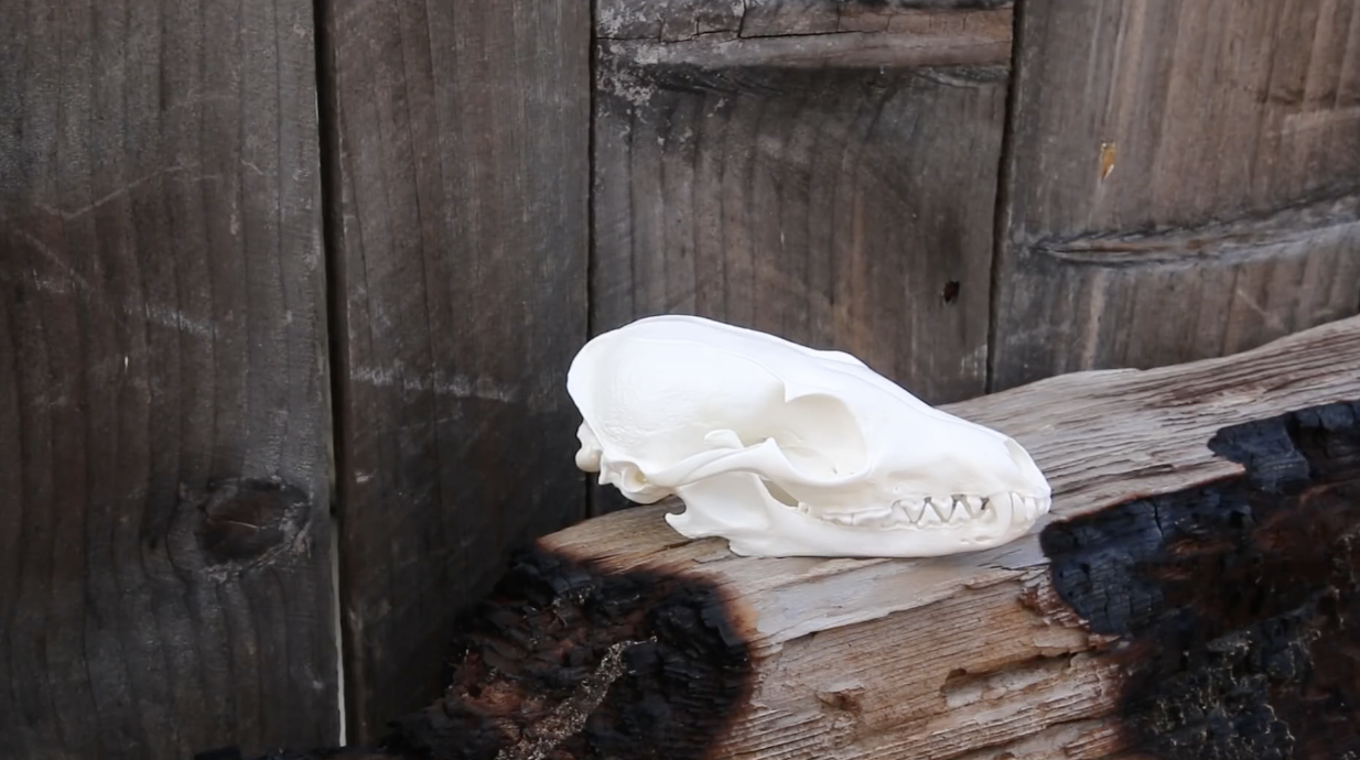 HOW TO CLEAN A FOX SKULL  