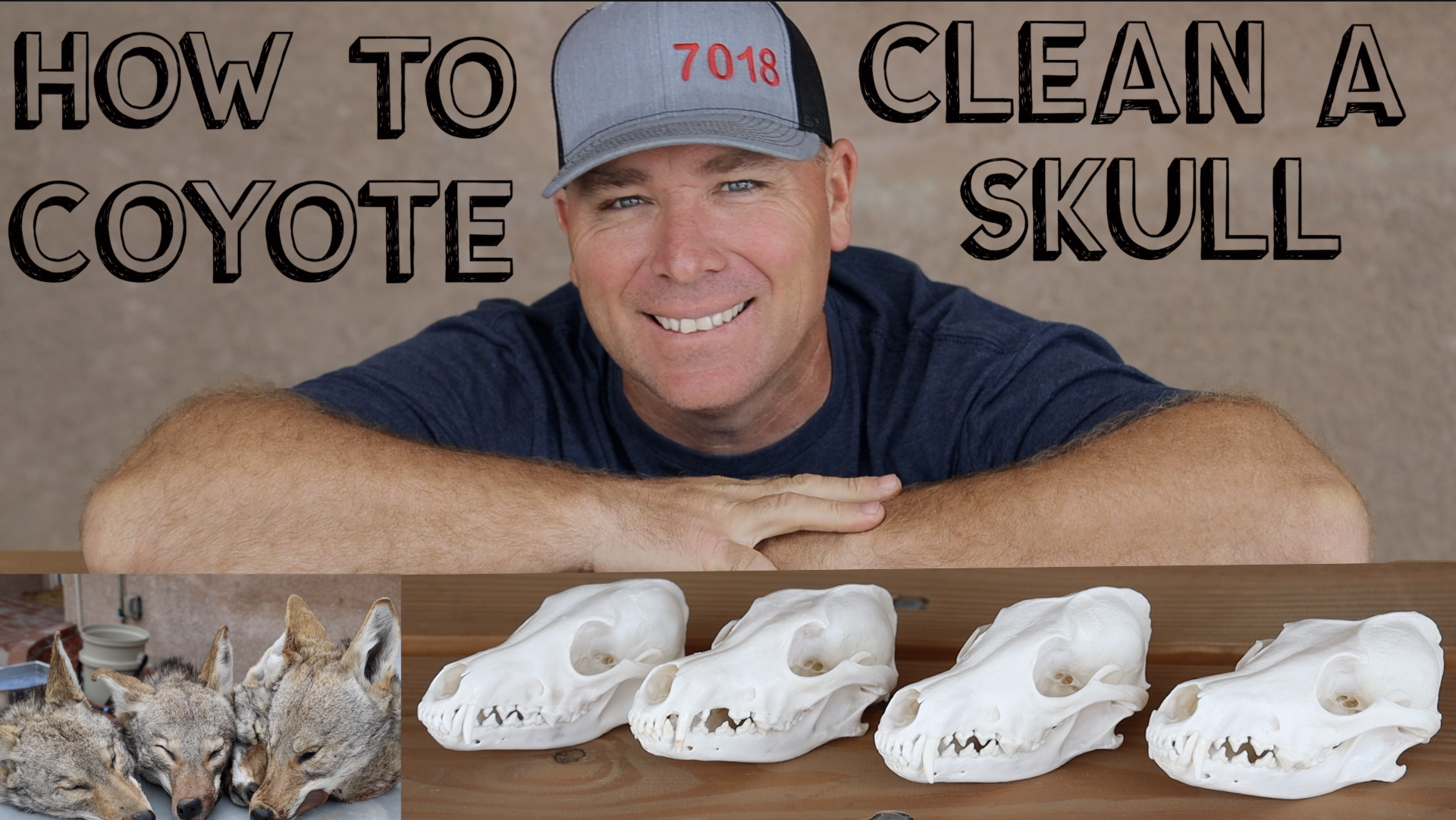 HOW TO CLEAN A COYOTE SKULL  