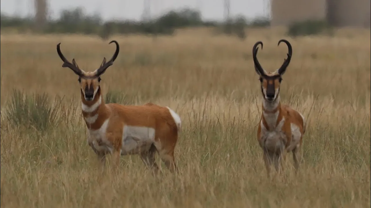 NEW MEXICO PRONGHORN ANTELOPE HUNT