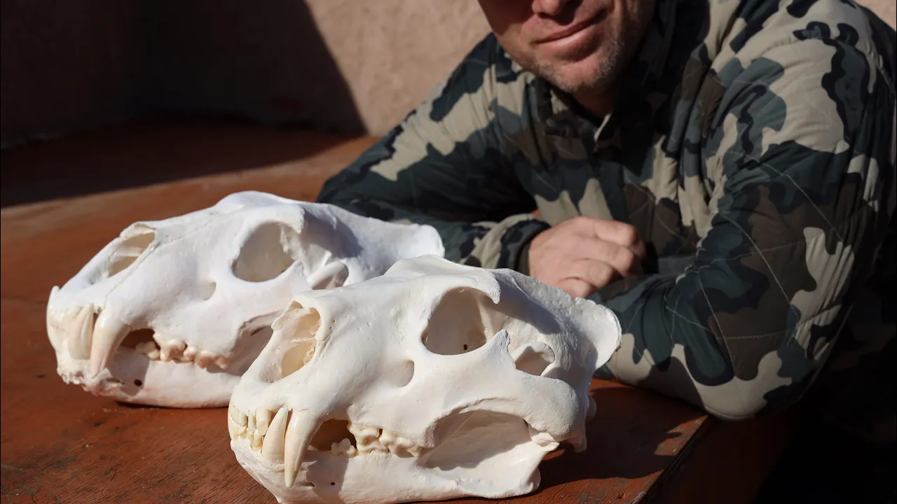 AFRICAN LION SKULL RE-CLEANING